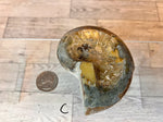 Load image into Gallery viewer, Ammonite Fossil Bowl
