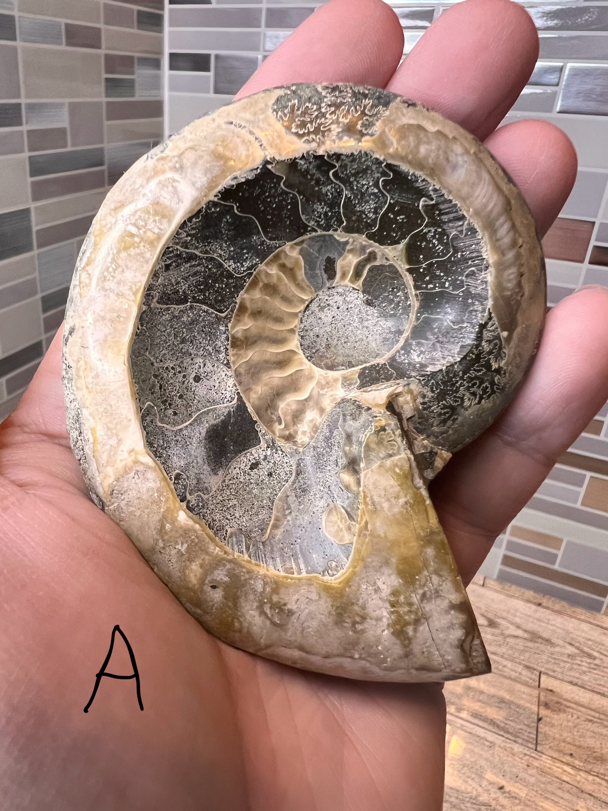 Ammonite Fossil Bowl