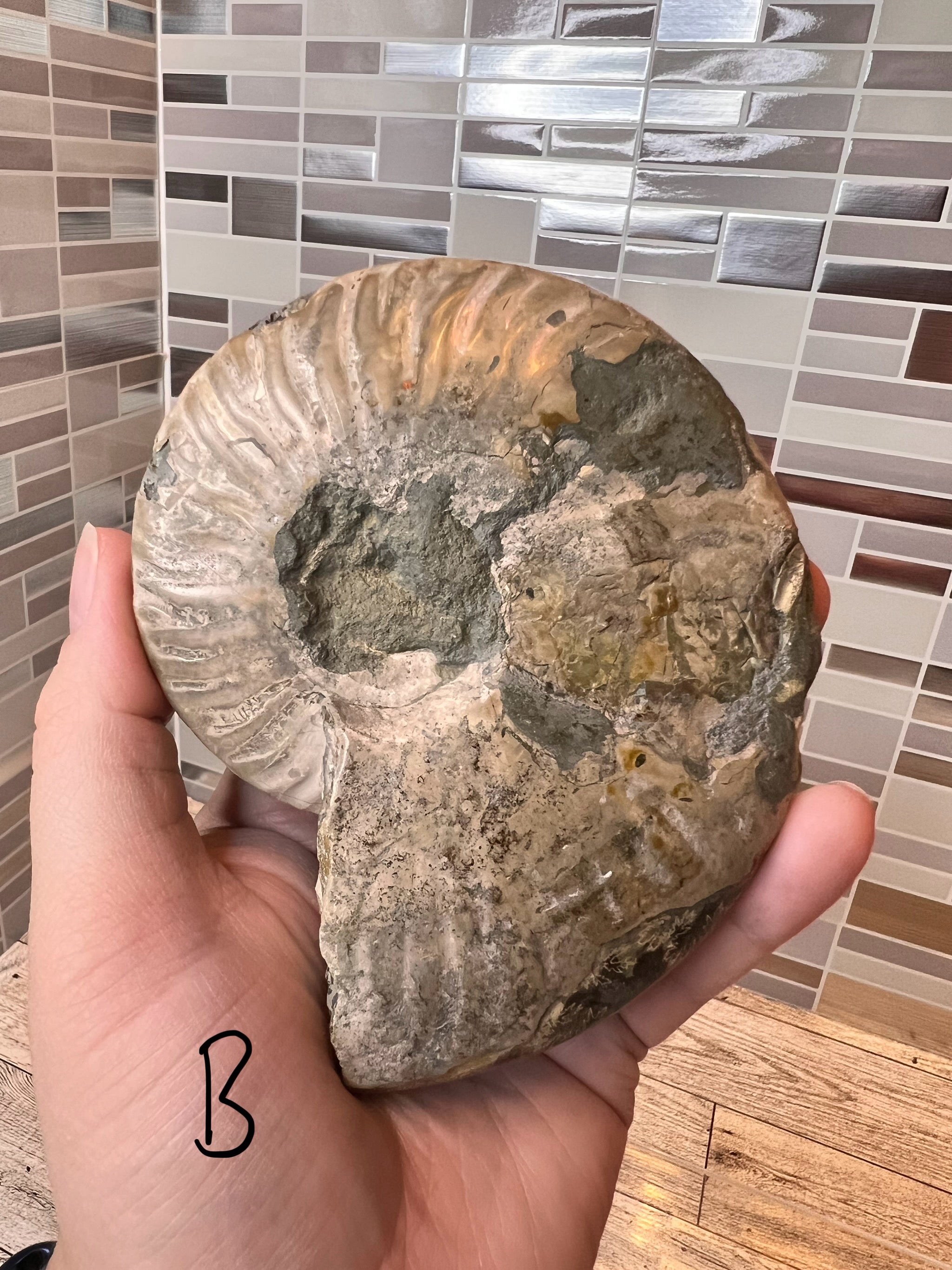 Ammonite Fossil Bowl