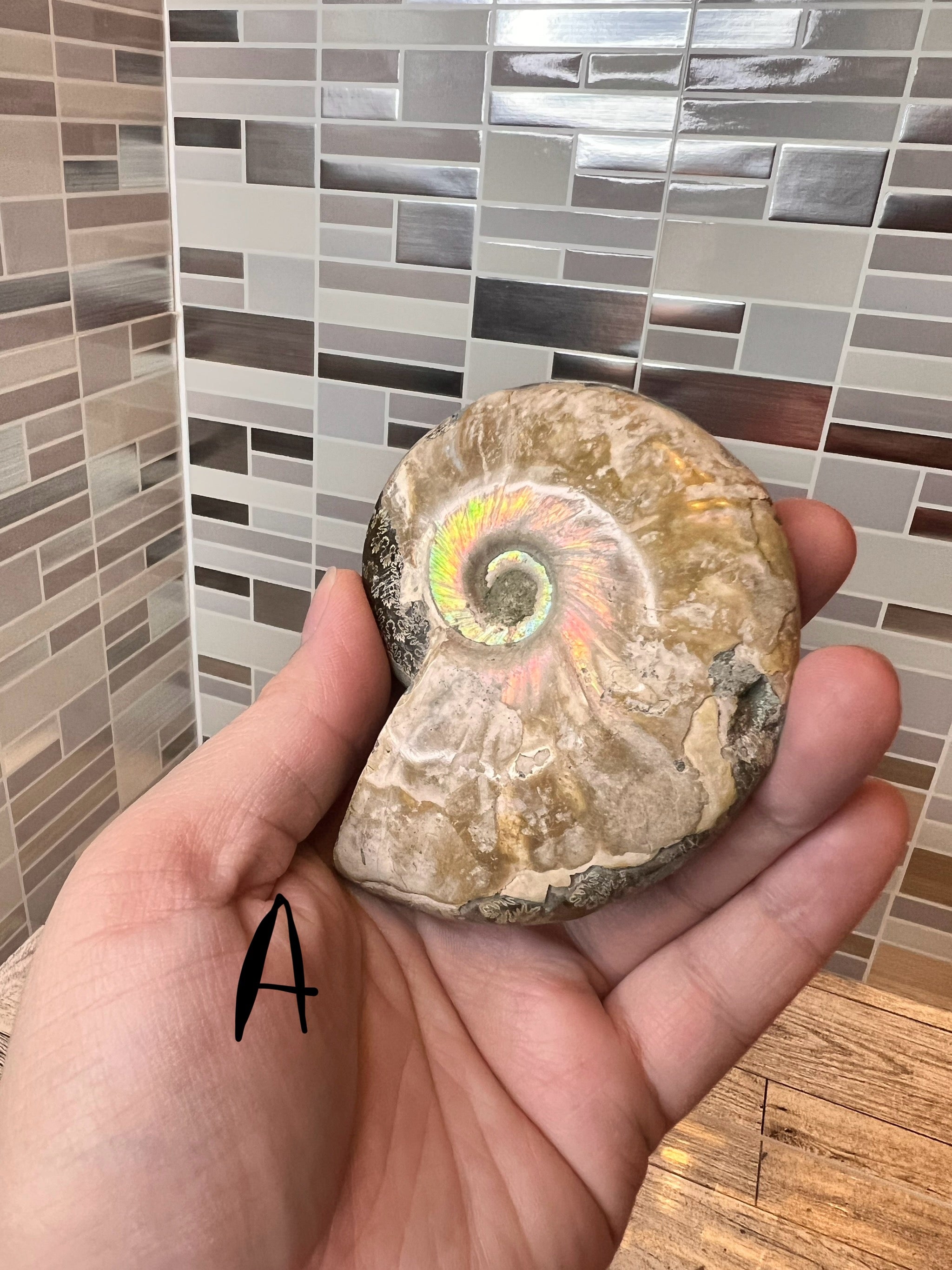 Ammonite Fossil Bowl