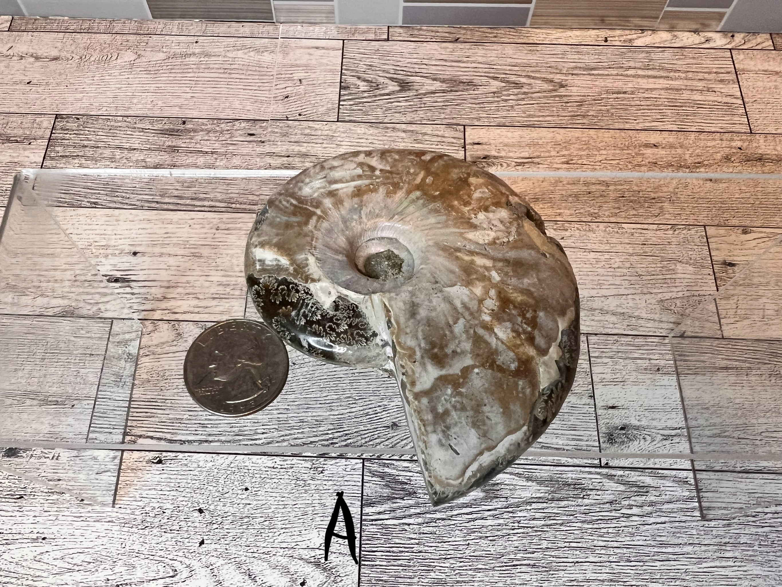 Ammonite Fossil Bowl