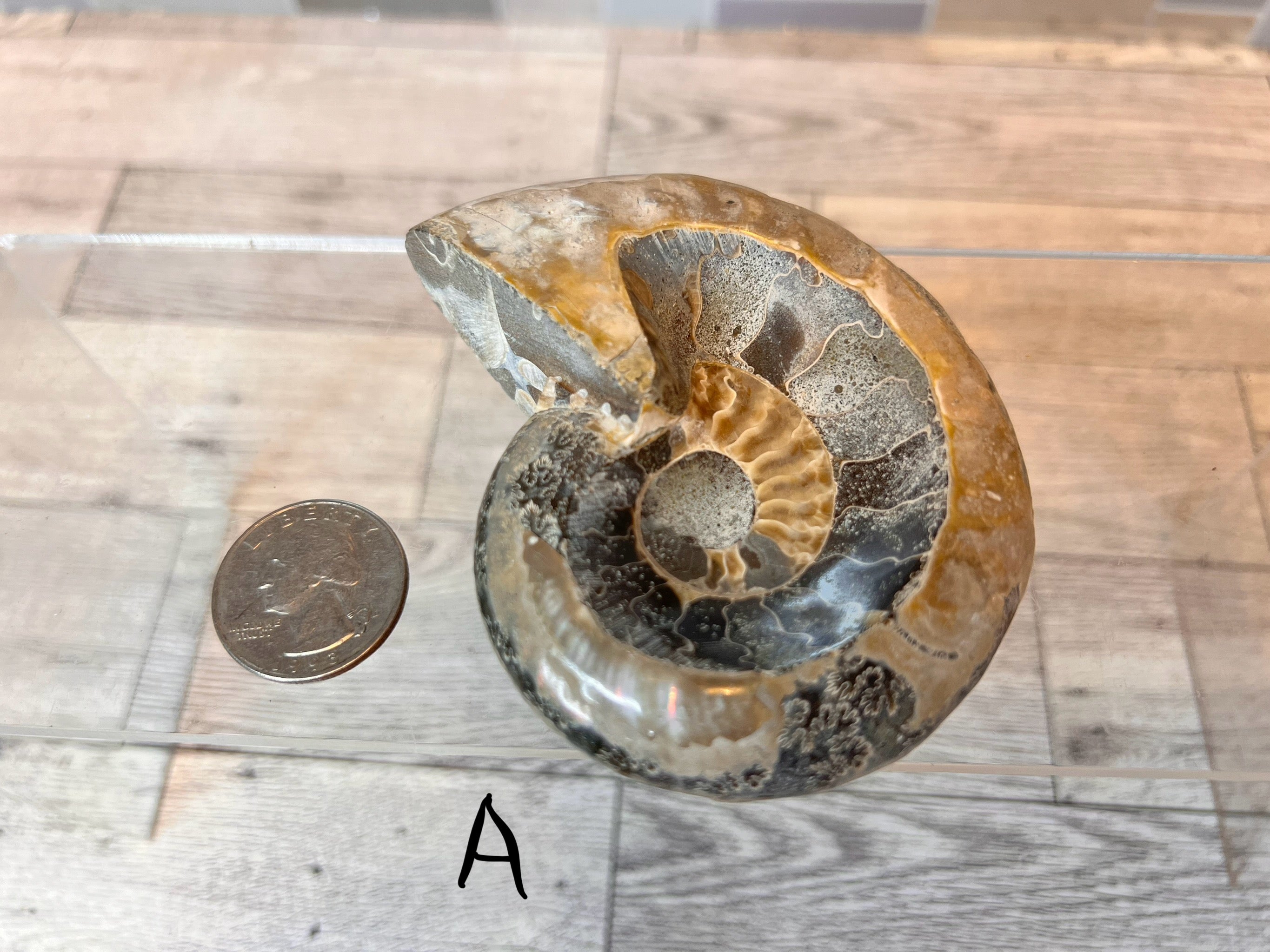 Ammonite Fossil Bowl