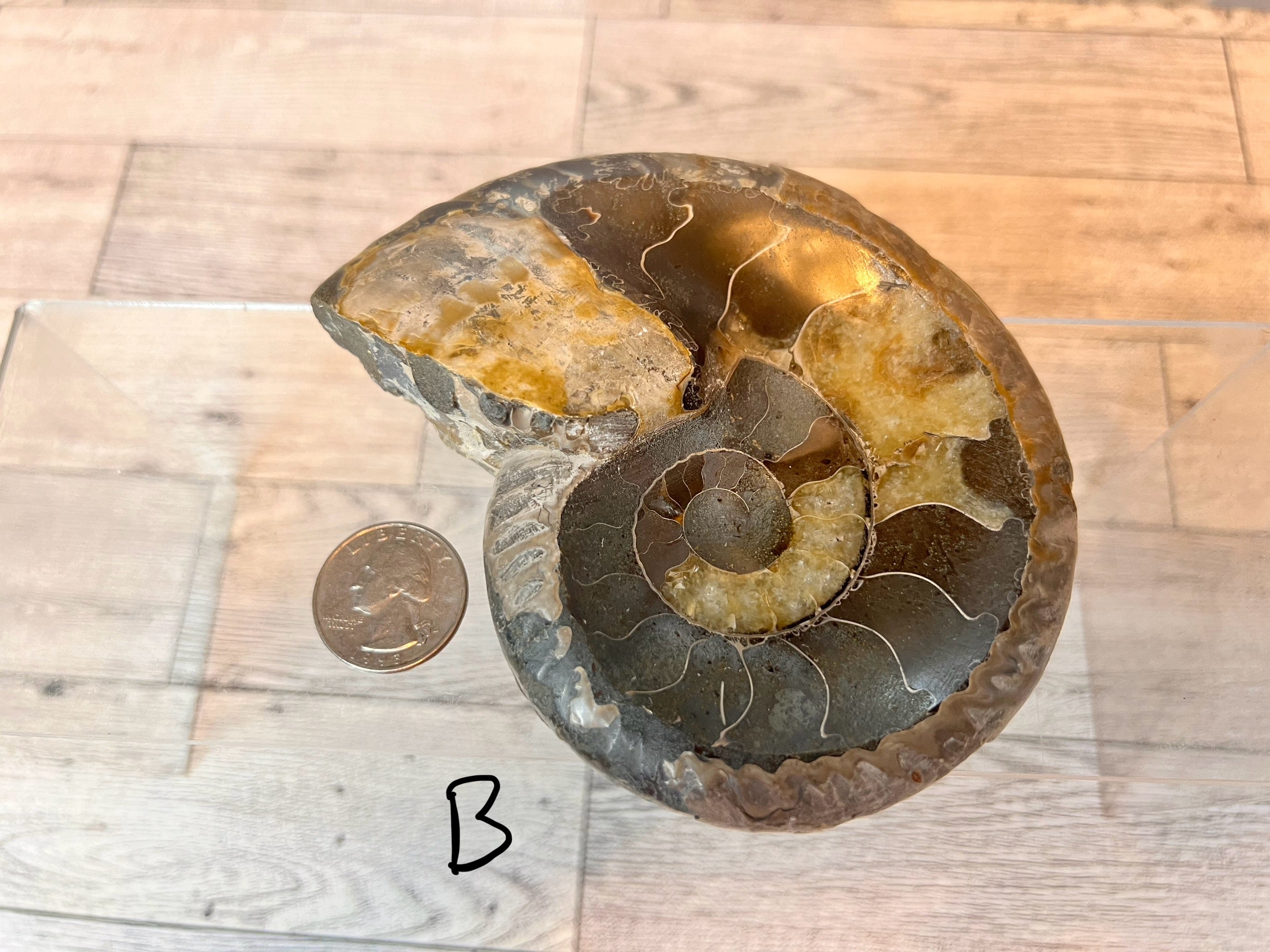 Ammonite Fossil Bowl