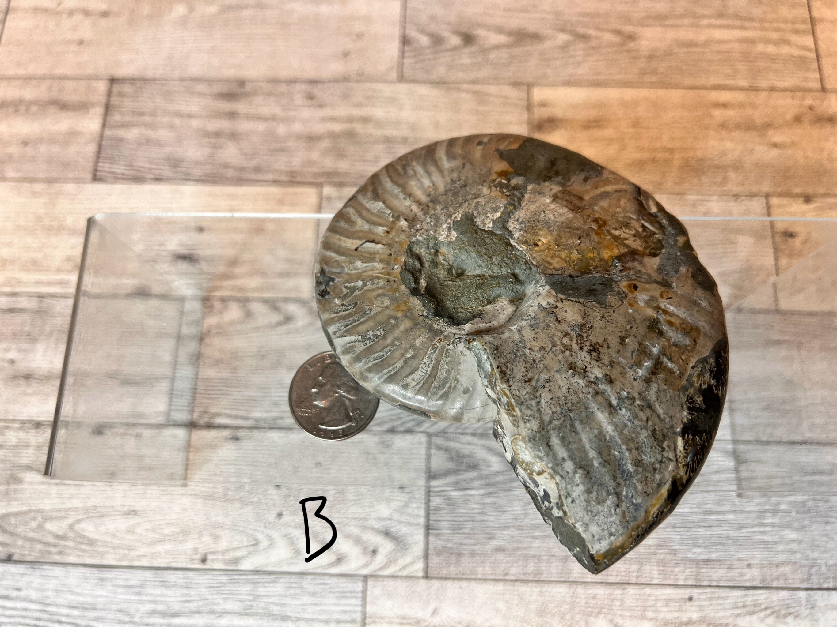 Ammonite Fossil Bowl