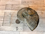 Load image into Gallery viewer, Ammonite Fossil Bowl
