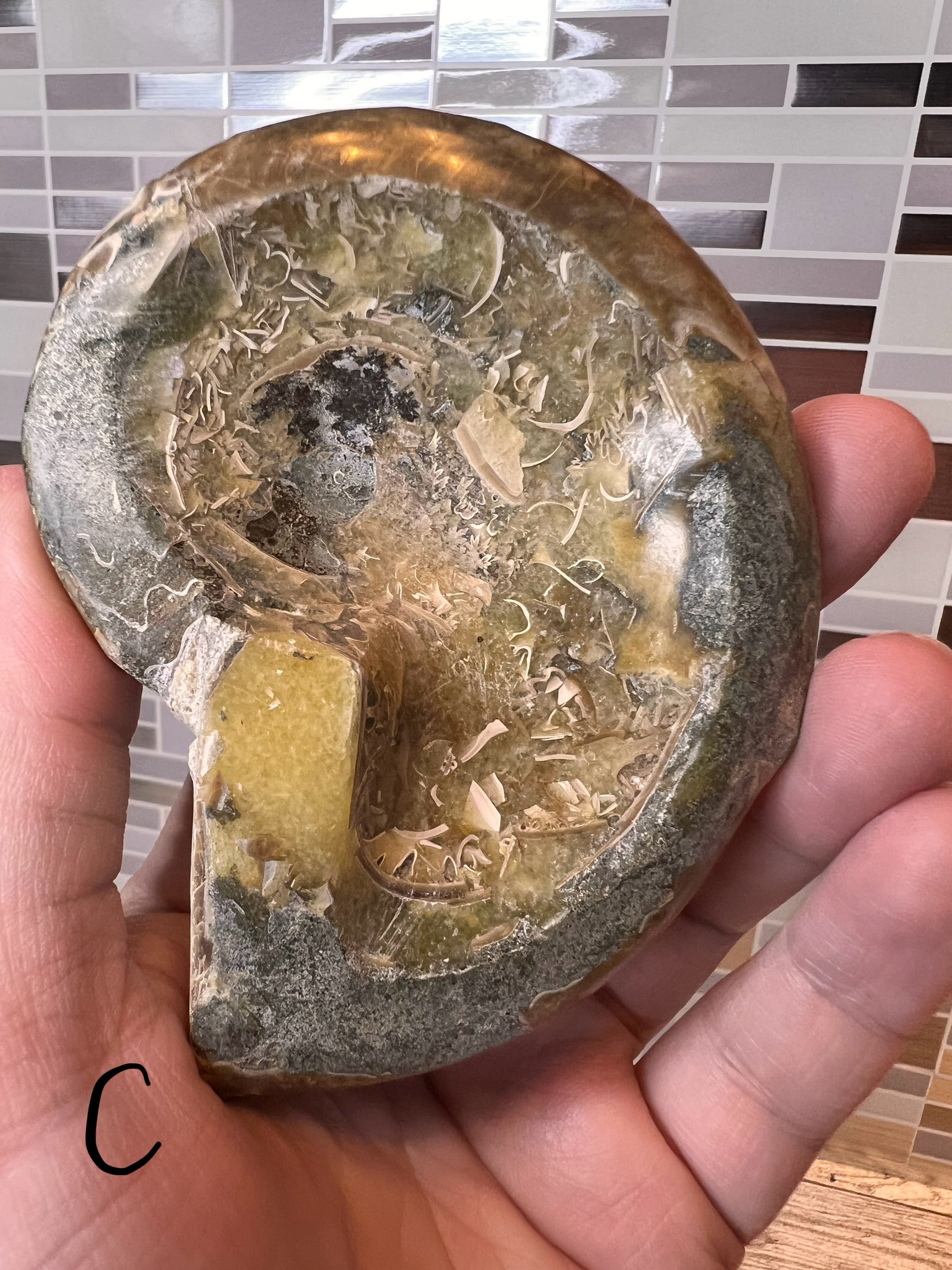 Ammonite Fossil Bowl