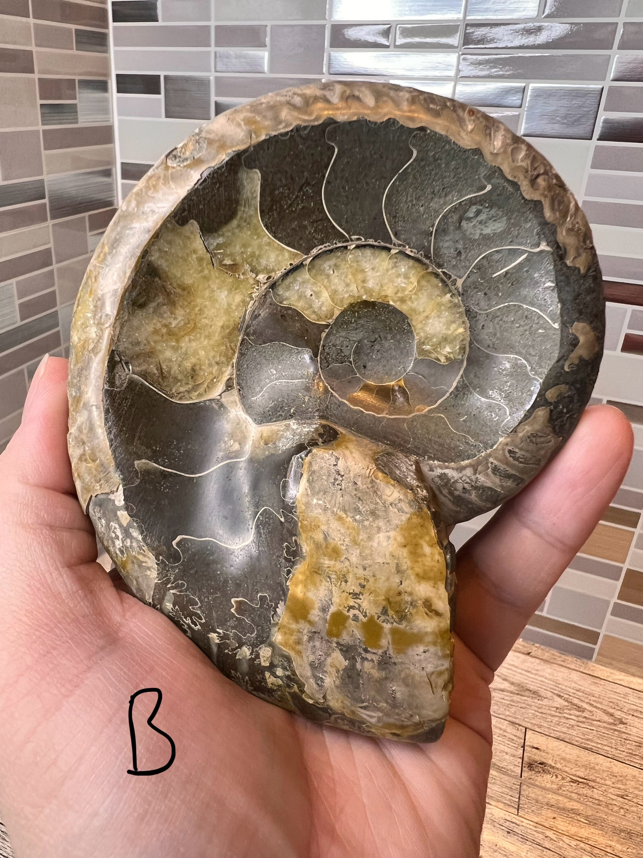 Ammonite Fossil Bowl