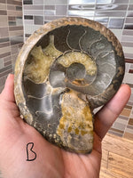 Load image into Gallery viewer, Ammonite Fossil Bowl
